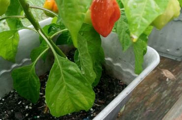 First time growing hot peppers, think they're coming along nicely