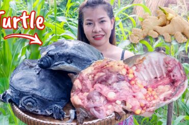 Yummy cooking softshell turtles with fresh ginger [Turtle Cooking Recipes]