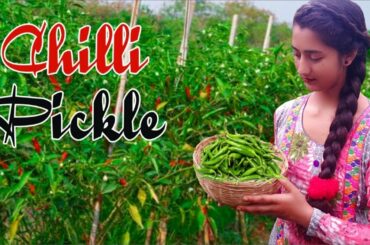 Making chili pickle Recipe in my village | Our Village Lifestyle