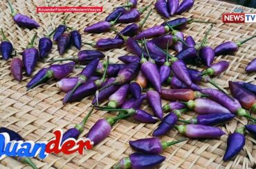 iJuander: Iba't ibang purple chili recipes