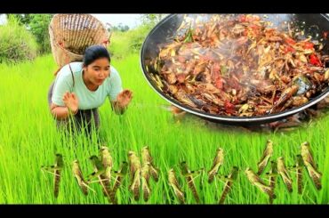 Women Catch grasshopper In the field  - Cook grasshopper with chili  / Village Cooking