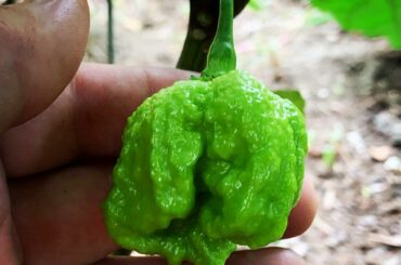 Worlds hottest pepper #carolinareaper