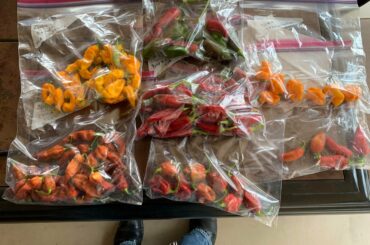 When I asked my sister for some peppers from her garden, I thought she’d come by with a little bag or two...