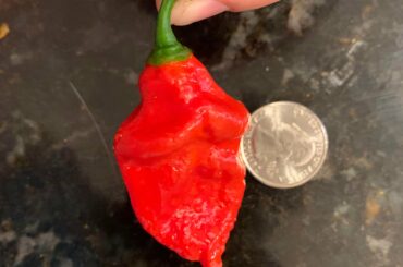 My first home grown ghost pepper.