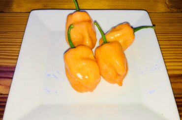 Hands down, the most beautiful pepper.