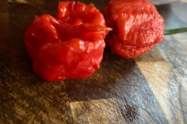 First harvest of these spikey boys - Dragons Breath Chili