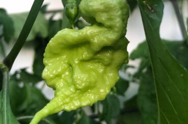 Looking forward to picking this one
