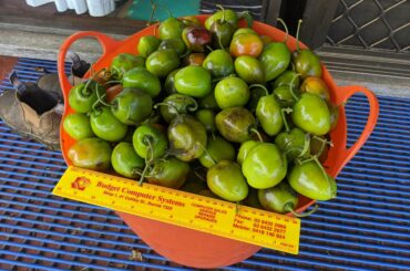 18 kg of green Rocotto after the frost finally got to my bushes (Southern hemisphere).