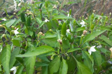 Help identify mystery chilli