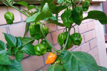 I'm so excited! We are growing four of these beauties for months now