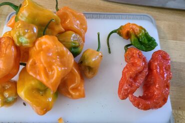 First harvest! I also have a half a gallon of jalapeños that didn't get in the pic
