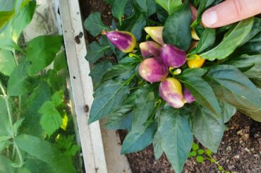 Anyone able to help me identify this Chilli?