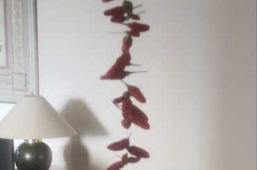2 feet of chiles harvested this morning. Drying method thanks to u/Davidhm10
