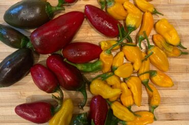 Some peppers I harvested from my garden earlier today