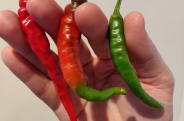 Thai chilli peppers!