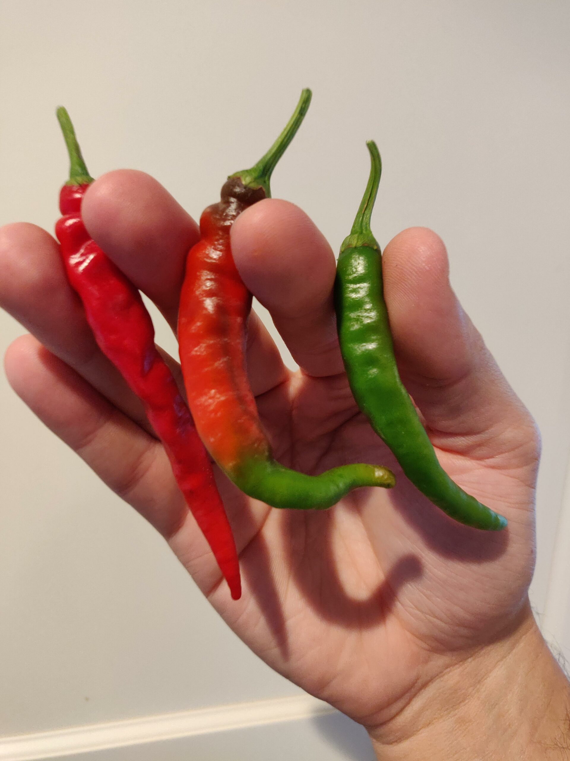 Thai chilli peppers! Chili Chili