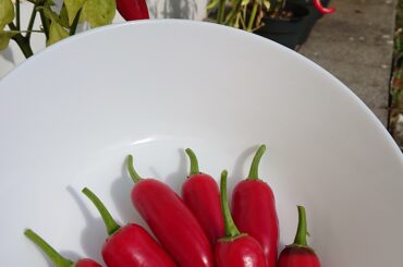 Jalapeno harvest today