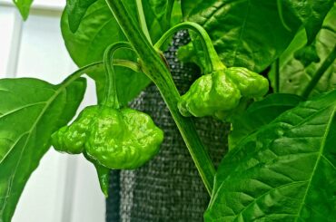 Not the spiciest of my collection. But damn they sure do look it. Khangstarr LSB