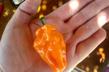 I grew a habanero!!