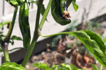 What kind of pepper am I growing? Tag said scotch bonnet, but that seems incorrect.