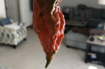 I grew ghosts .... now what