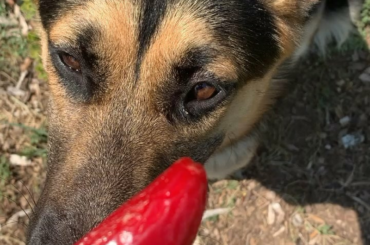 My idiot dog picked some jalapeños off someone else’s plant. I guess this whole family enjoys a bit of burn.