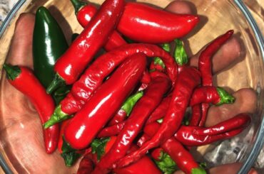 My first ever pepper harvest! Cayenne, Serrano, and Jalapeños peppers.