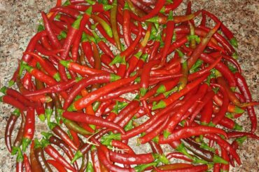 1st haul of the season! Who wants some dragon cayenne powder?