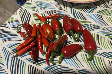 Finally I started to harvest! But jalapeños are without heat :(