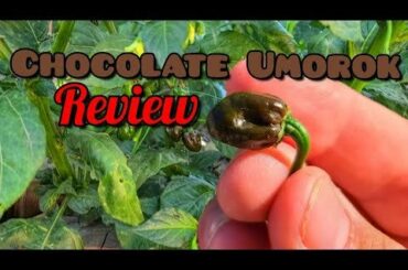 My review of my first ever Chocolate Umorock. Its tiny, but packed a 👊