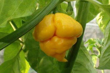 My first ripe Reaper... not the colour I was expecting