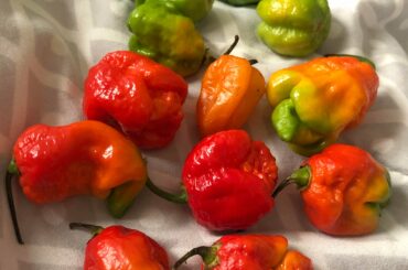$2 at the farmers’ market. Not bad, not bad!