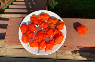 My Trinidad Scorpions are coming in nicely