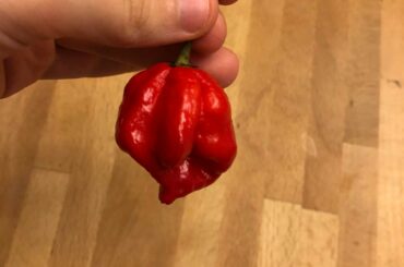 Is this a Trinidad Moruga Scorpion pepper or a Trinidad Scorpion Butch T pepper? I bought it from the grocery store in a container just labeled “scorpion peppers” so I’m not sure which one it is.
