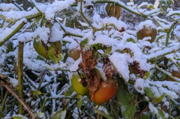 Rocotto (Manzano) peppers growing in the snow, Calder, Tasmania, Australia.