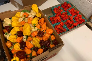 Was growing a bit concerned that my pepper plug from last year wasn’t going to pan out and oh boy was I wrong! 3 box like that of habaneros and first of reapers!