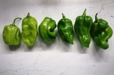 Need some help with ID