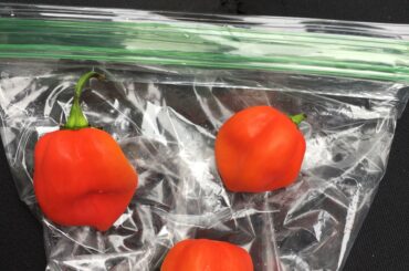 Habaneros I grew myself