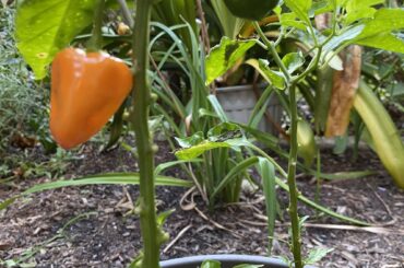 Ready to pick? Habaneros