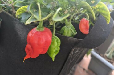 Oh man, these scorpions are doing really well this season.