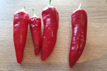 Mother in law grew these. Can anyone help me id them?