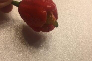 Anyone know what pepper this is? Buddy gave me a bag of random peppers and this one looked pretty gnarly
