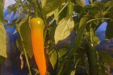 It may not be the hottest or the most exotic but my first ever chilli has finally started to ripen!