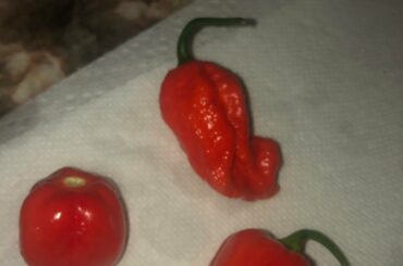 Need help identifying these peppers