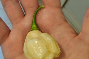 Didn't get much of a harvest this year. I present my lone ghost habenero