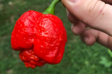 Just grew this beautiful Carolina Reaper. What are some suggestions/tips for cooking with these that may reduce the heat to bearable levels?