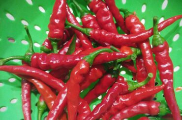 Hot sauce when it's still a baby. First harvest from my cayenne plants.