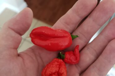 Small handful of pain