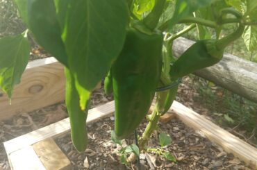 Anyone know what kind of pepper this is? We don't know whether to pull them or if they're going to turn red.
