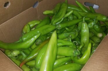 I recieved a 25lb box of sandia hatch green chilies today. I'll be busy roasting and freezing tomorrow.